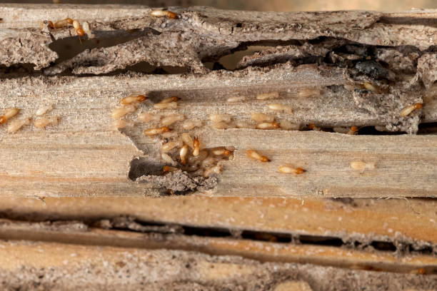 Best Pest Removal Services  in Carthage, TX